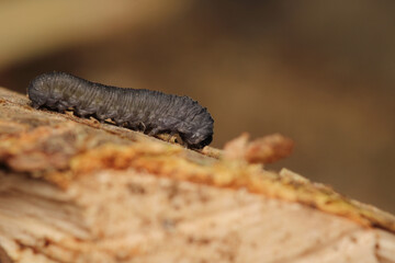 cimbex femoratus fly larva macro photo