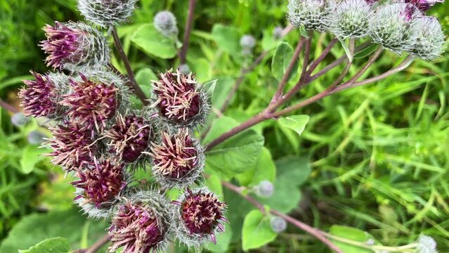 Large herbaceous medicinal plant burdock Arctium. Burdock consist of big green buds, pointy leaves, purple flowers blooming in summer field. Flower burdock arctium used for the treatment of health.