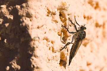 A Machimus atricapillus, perched on a plastered wall in Sardinia, captured in the act with a mid-air wasp. Nature's intricate drama unfolds as the insect world collides on a sunlit surface.