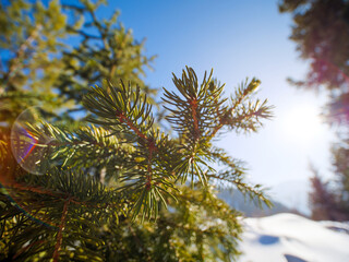 Close-up of a spruce branch in winter in the mountains. The sun's rays beautifully illuminate the green needles. Nice sunny weather in winter outdoors