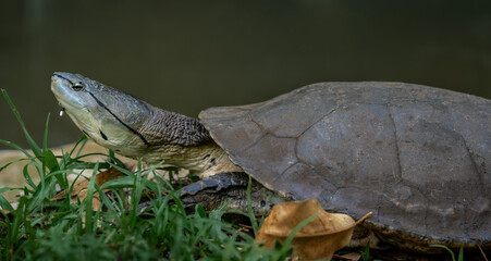Geoffroys Toadhead Turtle (Phrynops geoffroanus)