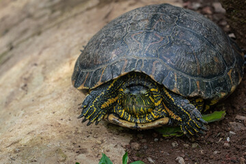 Black-bellied Slider (Trachemys dorbigni) - Water Turtle hiding in shell with retracted neck