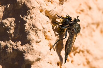 A Machimus atricapillus, perched on a plastered wall in Sardinia, captured in the act with a mid-air wasp. Nature's intricate drama unfolds as the insect world collides on a sunlit surface.