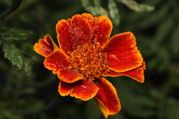 pink zinnia flower macro photo