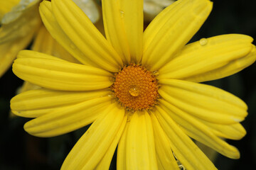 argyranthemum yellow flower macro photo