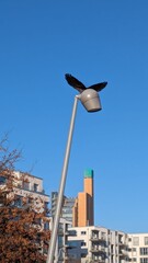 Vogel auf Straßen Laterne 