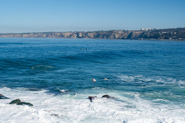 Obraz premium Pelicans flying over the ocean