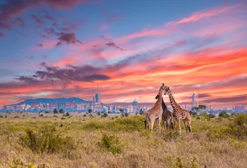 Gardinen Giraffes at Sunrise in Nairobi National Park with City Skyline, Kenya, Africa © Pixel Harmonics