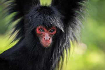 Red-faced Spider Monkey (Ateles paniscus)