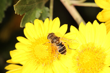 natural eupeodes flower fly photo