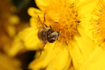 natural eupeodes flower fly photo