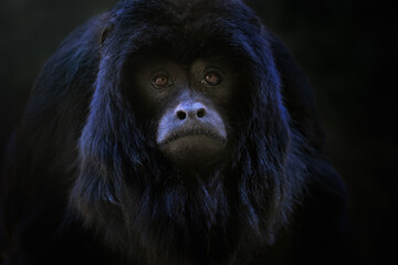 Male Baby Black Howler Monkey (Alouatta caraya)