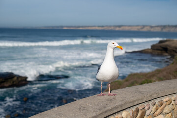 Fototapeta na wymiar Seagull on a beach in California