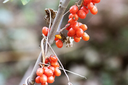 bright red berries of Sarsaparille (Smilax aspera) isolated on a natural dark green background
