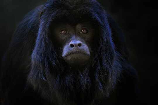 Male Baby Black Howler Monkey (Alouatta caraya)