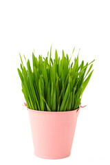 Grass for cat or houseplant with home decoration isolated on white background.
