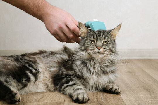 Cat owner using a brush for keep their hair from becoming tangled or matted. Maine Coon