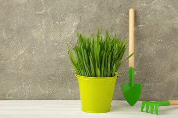 Grass and spatula on grey background. Food for your beloved pet concept