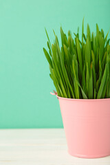 Grass for cat or houseplant with home decoration on mint background. Vertical photo