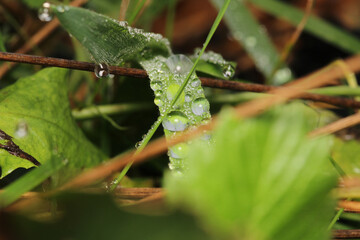 water drops macro photo on grass