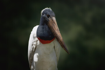 Jabiru Stork bird (Jabiru mycteria)