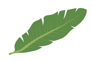 Green palm leaf. Isolated element for your design