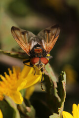 macro photo of housefly facing back