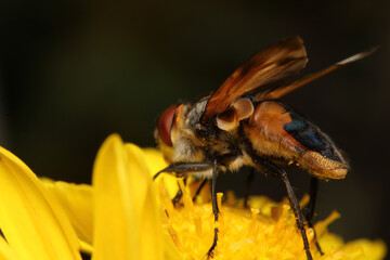 macro photo of housefly facing back
