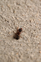 Black carpenter ant macro photo