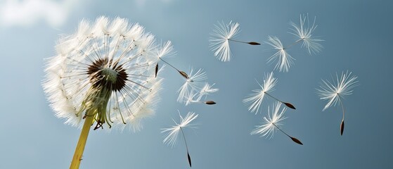 Dandelion with multiply seeds on sky back - obrazy, fototapety, plakaty