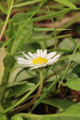 Natural Bellis Perennis Macro Photo © Recep