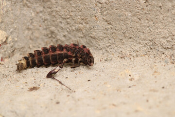 lamprohiza splendida insect macro photo