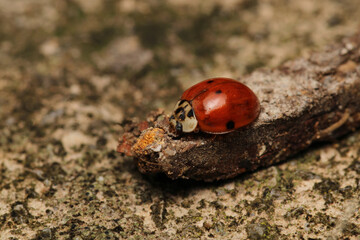 beautiful red ladybug leaf photo