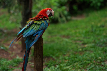 Soaking Wet Red-and-green Macaw (Ara chloropterus)