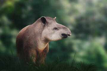 Lowland Tapir (Tapirus terrestris) or South American Tapir