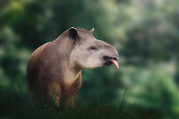 Lowland Tapir (Tapirus terrestris) showing tongue or South American Tapir