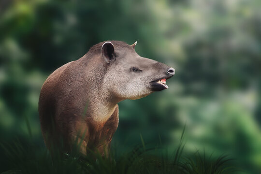 Lowland Tapir (Tapirus terrestris) showing teeth or South American Tapir