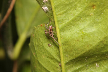 misumena vatia spider macro photo