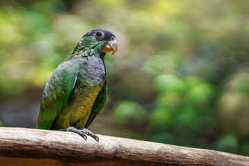Scaly-headed Parrot bird (Pionus maximiliani)