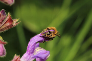 honey bee photo in natural pumpkin flower