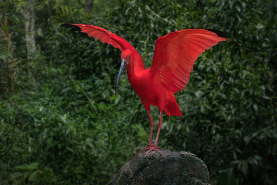 Scarlet Ibis (Eudocimus ruber) with Open Wings