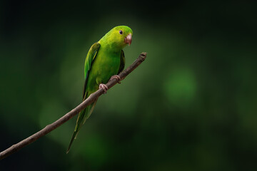 Plain Parakeet bird (Brotogeris tirica)