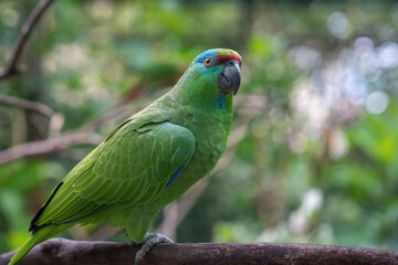 Southern Festive Amazon Parrot (Amazona festiva)