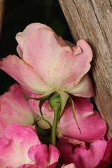 pink pelargonium zonale flower macro