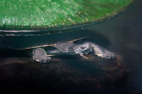 Geoffroys Toadhead Turtle Underwater (Phrynops geoffroanus)