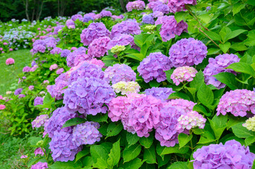 紫陽花群生する上磯ダム