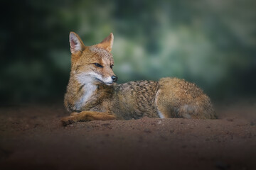 Pampas Fox (Lycalopex gymnocercus) - South American canid