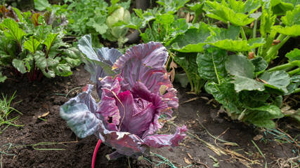 purple cabbage plant surrounded by plants with green leaves