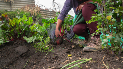 woman kneeling harvesting a beet in a small vegetable garden during the day