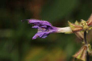 natural purple salvia miltiorrhiza photo